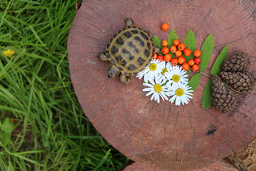 Черепаха на пеньке 5