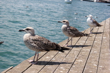 Möwen an der Promenade im Hafen von Barcelona