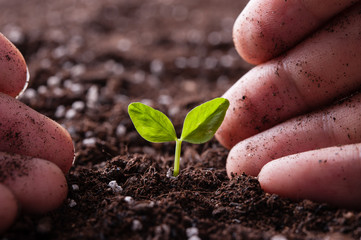 新芽と人間の手