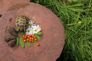 Черепаха на пеньке 2