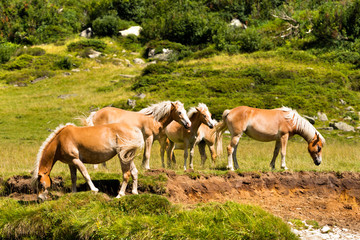 Obraz na płótnie Canvas Wild horses - National Park of Adamello Brenta. Herd of horses that graze in the mountains. National Park of Adamello Brenta, Val di Fumo. Trentino Alto Adige, Italy.