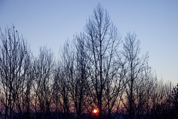 Winter bare wood against a red sunset