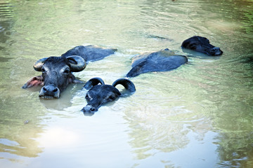 Fototapeta premium Three black buffalo swimming