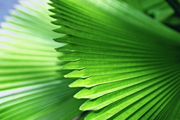 Bright green palm leaves