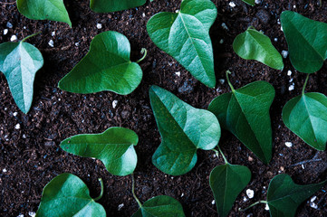 土と植物の葉,テクスチャ