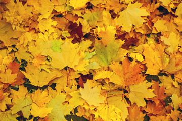 Fallen yellow maple leaves