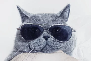 Crédence de cuisine en verre imprimé Chat Funny muzzle of gray cat in sunglasses