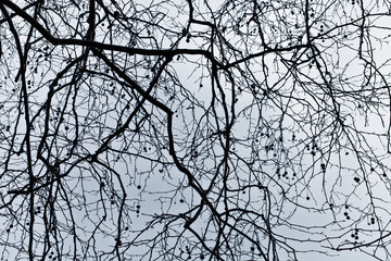 branches of a tree against the dark blue sky