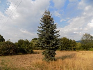 Meadow, trees and sky