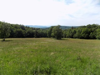Meadow and deciduous forest