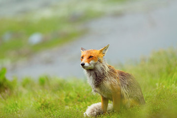 Red fox beside a mountain lake