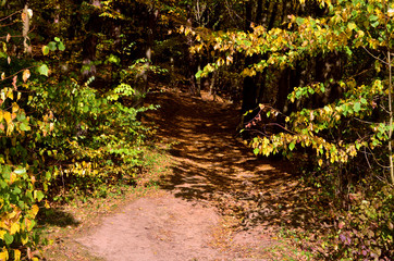 leśna ścieżka  © wedrownik52