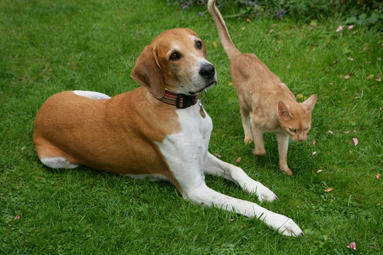 Hund und Katze liegen im Gras
