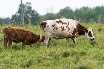 Cow Grazing