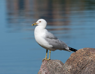 Ring-billed Gull Standing on Rock