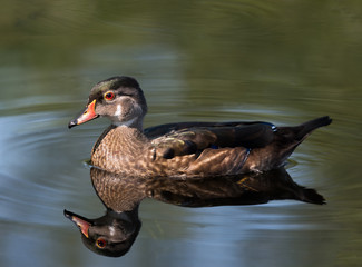Male Wood Duck with Reflection Swimming