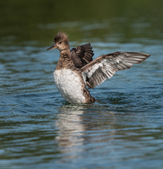 Female Hooded Merganser Flapping its Wings