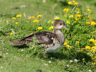 Female Hooded Merganser  