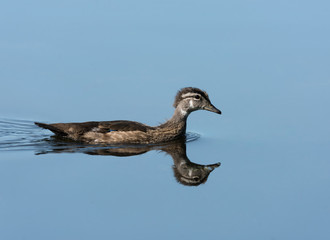 Juvenile Wood Duck with Reflection Swimming