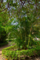 Green palm tree between the vegetation of a park