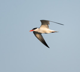  Caspian Tern in Flight on Blue Sky