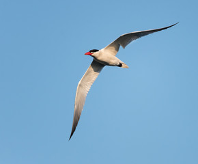  Caspian Tern in Flight on Blue Sky