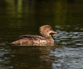 Female Hooded Merganser swimming