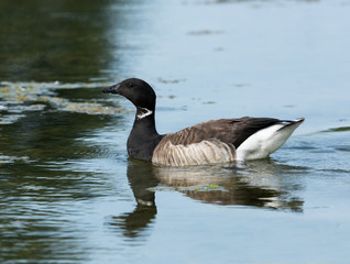 Brant Goose Swimming