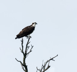 Osprey Perched on Tree