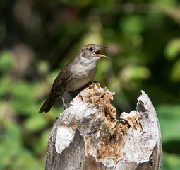 House Wren Calling