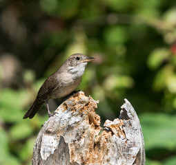 House Wren