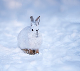 White Snowshoe Hare in Winter 