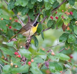 Common Yellowthroat 