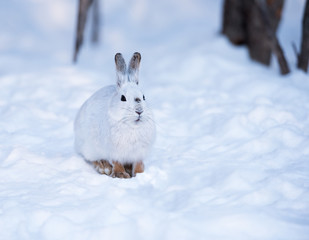 White Snowshoe Hare in Winter