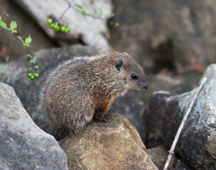 Groundhog Sitting on Rock