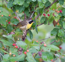Common Yellowthroat 
