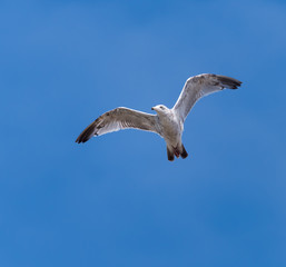 Juvenile Ring-billed Gull in Flight on Blue Sky