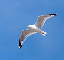 Great Black-backed Gull in Flight on Blue Sky