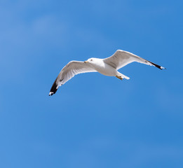 Great Black-backed Gull in Flight on Blue Sky