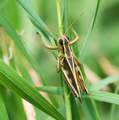 Differential Grasshopper