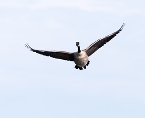 Canada Goose in Flight