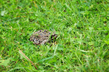 Frog on grass