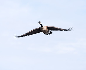 Canada Goose in Flight