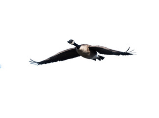 Canada Goose in Flight on White Background, Isolated