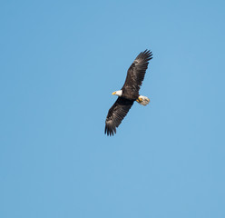 Bald Eagle in Flight on Blue Sky