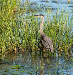 Great Blue Heron 