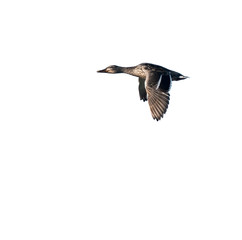 Male Mallard in Flight on White Background, Isolated