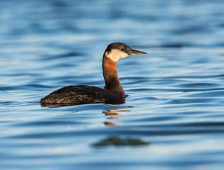 Red Necked Grebe Swimming