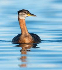 Red Necked Grebe Swimming
