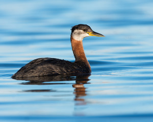 Red Necked Grebe Swimming